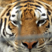 Tigris-profil