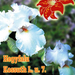 Hegyfalu-2003