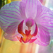 orchidea7