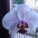 Orchidea