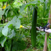 growing-cucumbers-on-trellis-1
