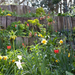 jardin-flores-bulbo-primavera-fritillaria-tulipanes-narcisos-768