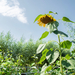 cornmanfarms-michigan-sunflower-1466x2199