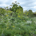 cow-parsley-fennel-great-dixter-1466x1100