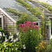 cottage-garden-climbing-roses