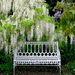 hidcote-manor-white-wisteria-kandy-sweet(pp w800 h728)