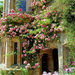 exquisite-gardens-climbing-roses-derbyshire