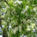 outdoor-trees-black-locust-blossoms.png