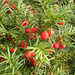 2412-taxus-baccatazold 1379701440-520x520
