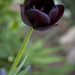 Fekete tuli