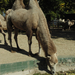 Camelus bactrianus