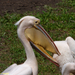 Pelecanus onocrotalus