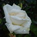 Album - Fehér rózsa