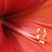 Amaryllis