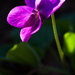 Illatos ibolya (Viola odorata)