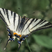 Kardfarkú pillangó(Iphiclides podalirius)