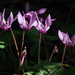 Erdei ciklámen (Cyclamen purpurascens)