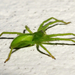 Hunyópók ♀ (Micrommata virescens)