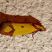 Barnacsíkos sárgamoly (Agapeta zoegana)