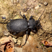 Bőrfutrinka (Carabus coriaceus)