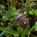 Bogyómászó poloska (Dolycoris baccarum)
