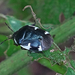 Hatfoltos földipoloska (Tritomegas sexmaculatus)