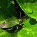 Zöld bogyómászó-poloska (Palomena prasina)