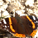 Atalanta lepke (Vanessa atalanta)