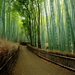 bambusz osveny