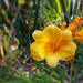 A sásliliom (Hemerocallis) az őszi napsütésben