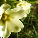 Szártalan kankalin (Primula vulgaris)