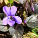 Erdei ibolya (Viola reichenbachiana)