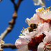Gyümölcsfavirág és a méh