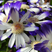 Kék, lila ,fehér virágok, tavasz Cinerária (Pericallis x hybrida