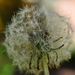 Gyermekláncfű vagy pongyola pitypang (Taraxacum officinale)