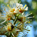 A babérmeggy virágai (Laurocerasus)