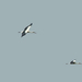 Már ketten keresünk élelmet a kicsiknek /A fehér gólyák (Ciconia