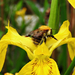 A dongó és a mocsári nőszirom (Iris pseudacorus)