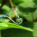 A kék légivadász szitakötő (Ischnura elegans)