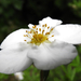 Fehér virágú pimpó Potentilla fruticosa 'Abbotswood'