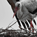 Utódok védelme / A fehér gólya (Ciconia ciconia)