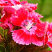 Törökszegfű (Dianthus barbatus)