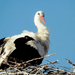 A fehér gólya (Ciconia ciconia)