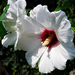 Fehér mályvavirág