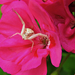 A viráglakó karolópók (Misumena vatia)