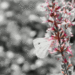 Pillangó Virág GIF