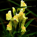 A közönséges gyújtoványfű (Linaria vulgaris)