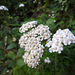 Cickafark gyógynövény (Achillea collina v. millefolium)