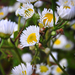 Kis virágok az erdőben Egynyári seprence (Erigon annuus)