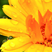 Esőcseppes orvosi körömvirág (Calendula officinalis)